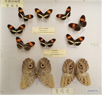 紅帶袖蝶藏品圖，第2張